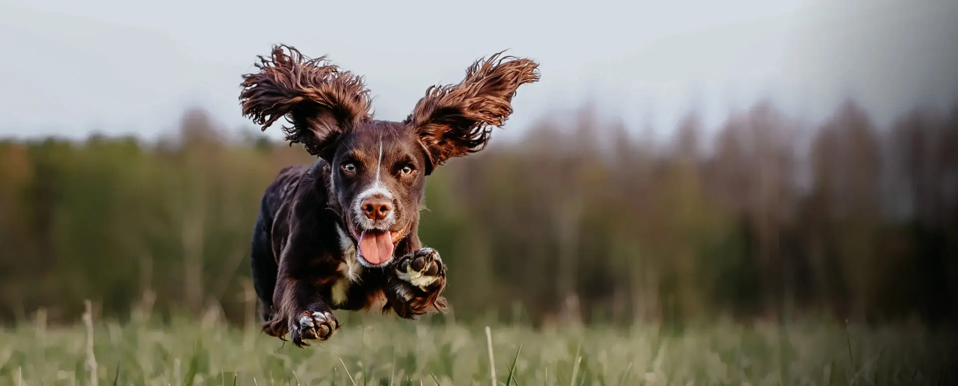 Glad hund i case om Maxi Zoo og webshoplogistik